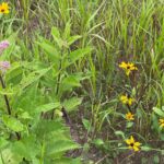 highres_498234793-LJPYIR.tmp_